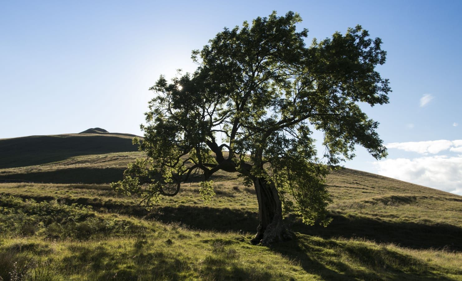 Colline friulane